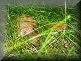 Příroda hříbkové v trávě